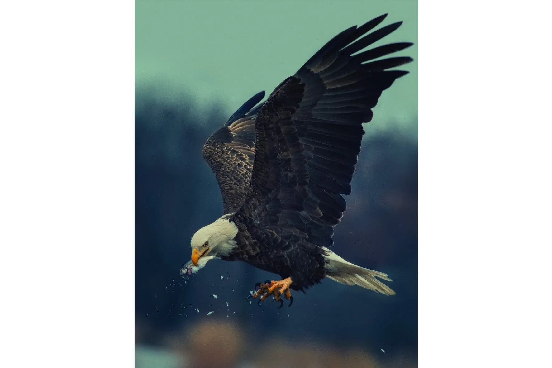 African Fish Eagle's Catch