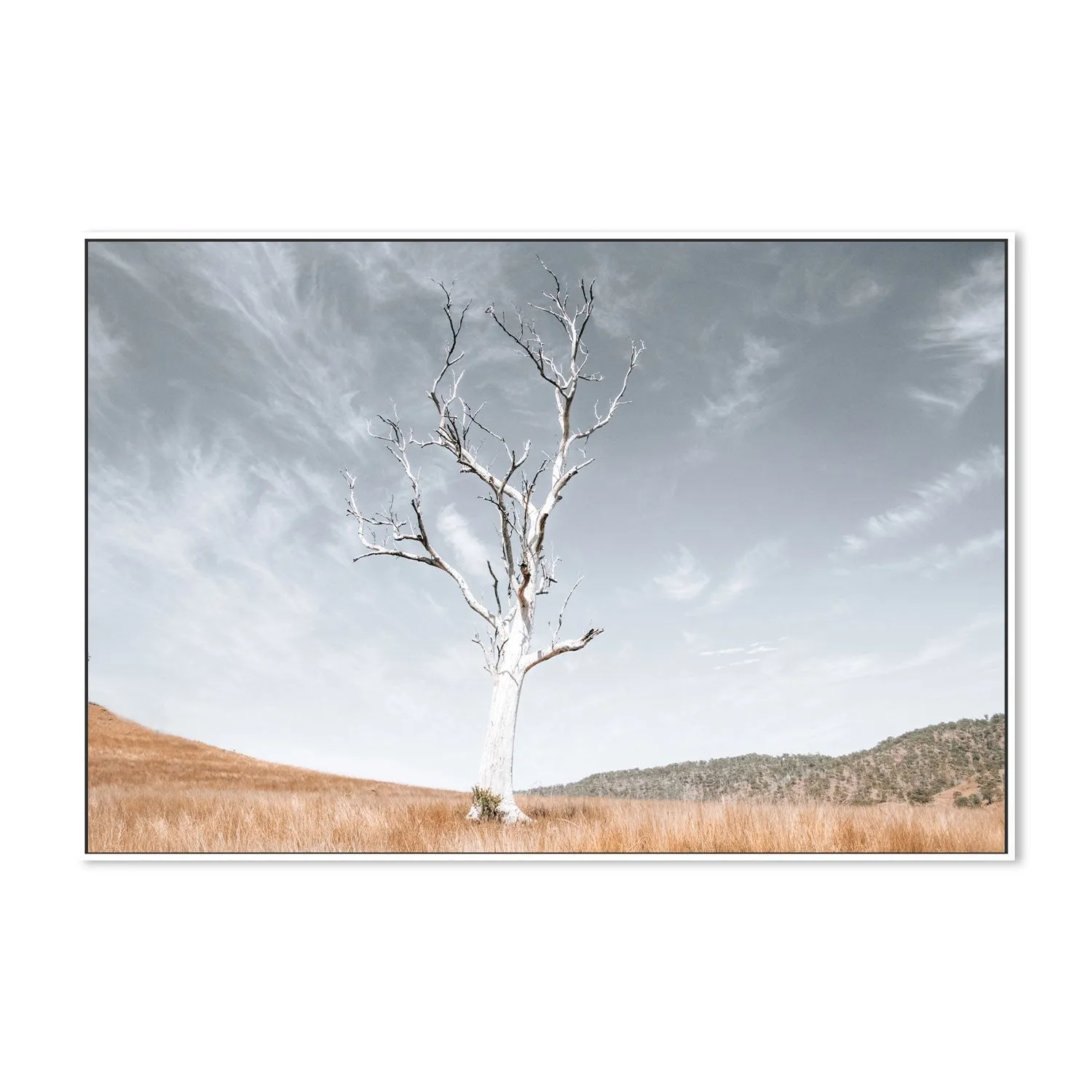 Ancient Tree, Darlington, South East Queensland, By Kellie Morris