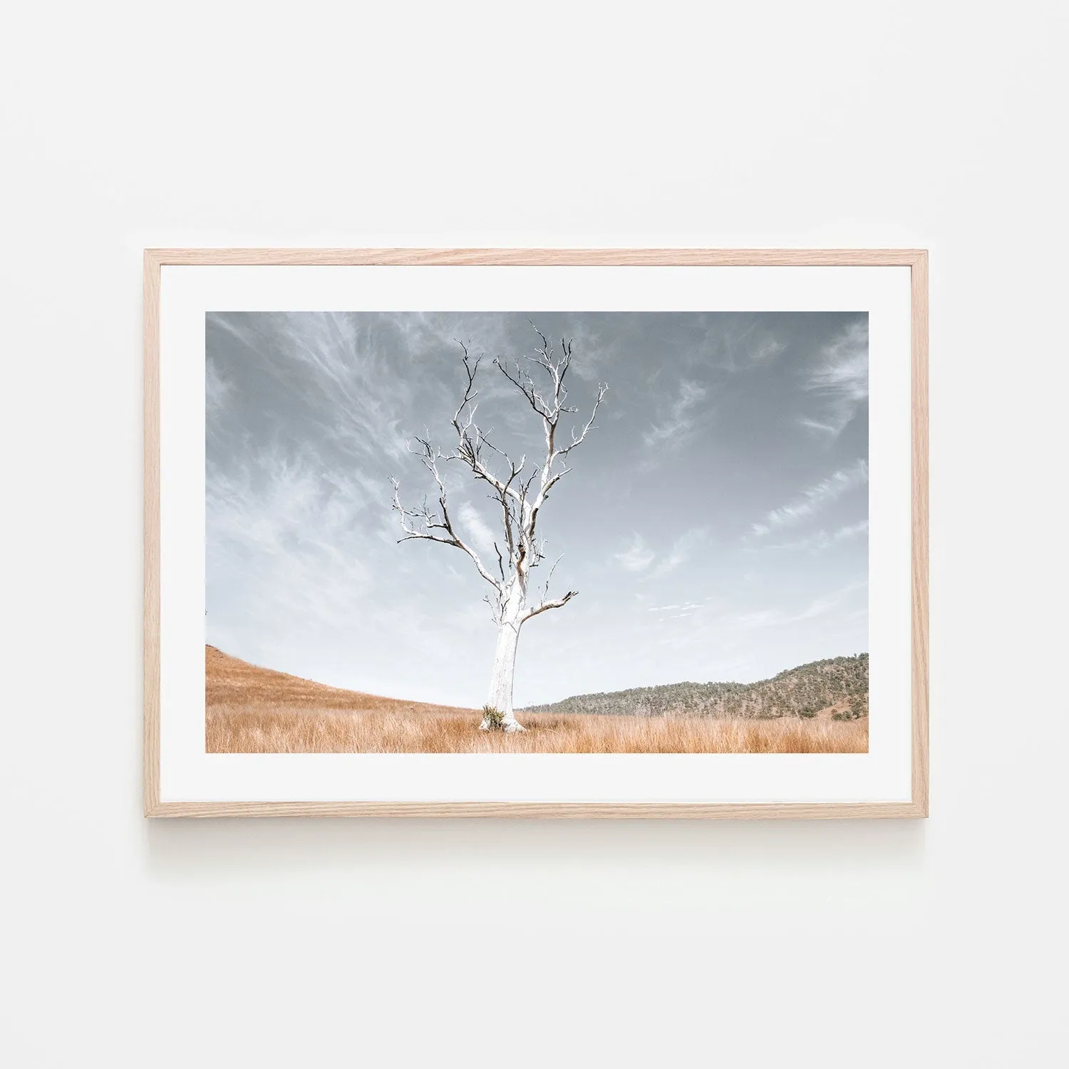 Ancient Tree, Darlington, South East Queensland, By Kellie Morris