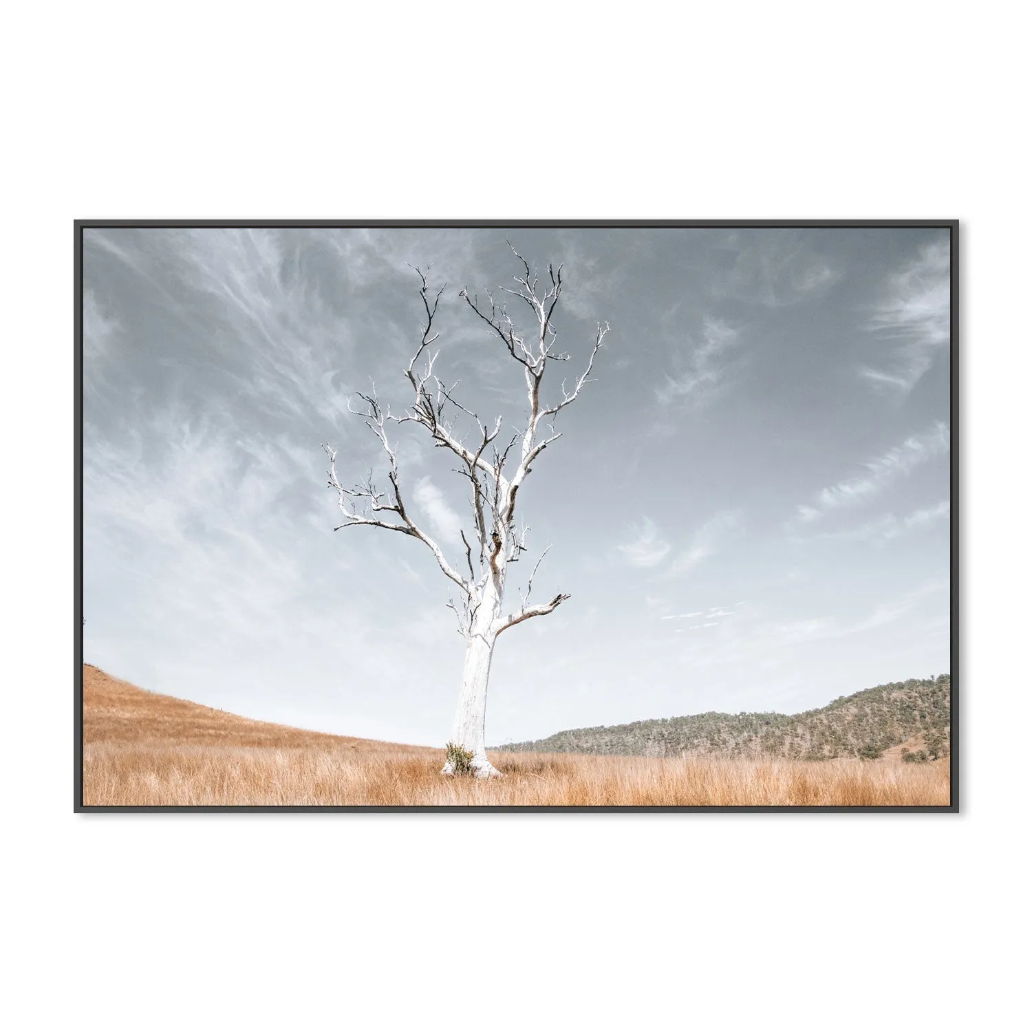 Ancient Tree, Darlington, South East Queensland, By Kellie Morris