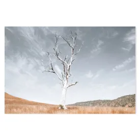 Ancient Tree, Darlington, South East Queensland, By Kellie Morris