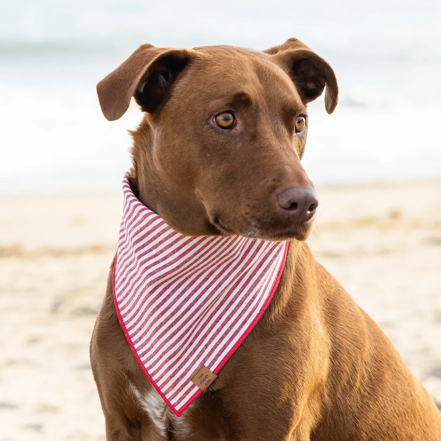 Red Stripe Dog Bandana